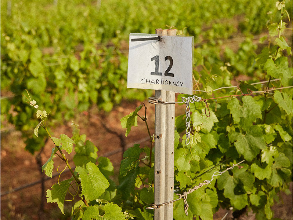 Descubre los vinos de Menorca